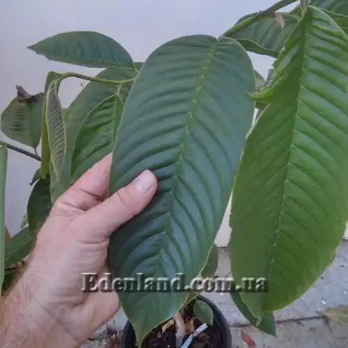 Изображение листья