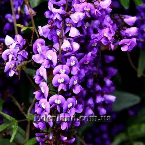 Изображение Гарденбергия Комптона - Hardenbergia comptoniana