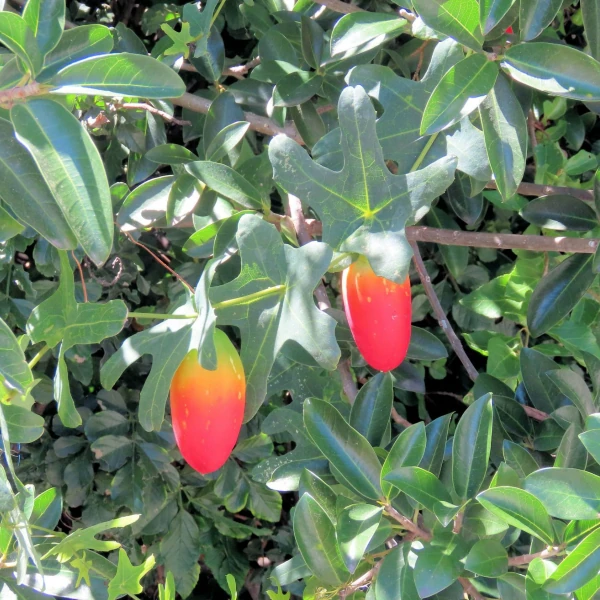 Зображення зрілі плоди