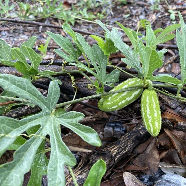 Зображення лист та зелені плоди