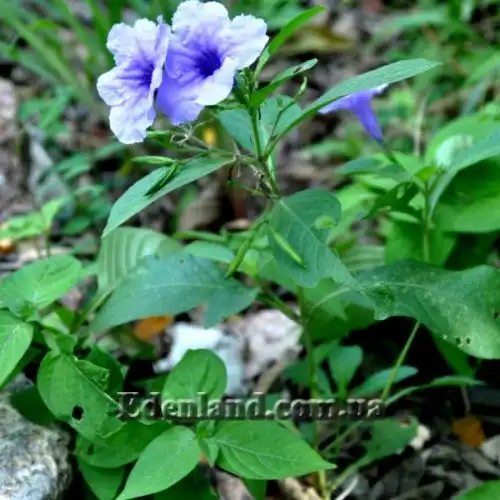 Изображение Руэллия клубненосная - Ruellia tuberosa