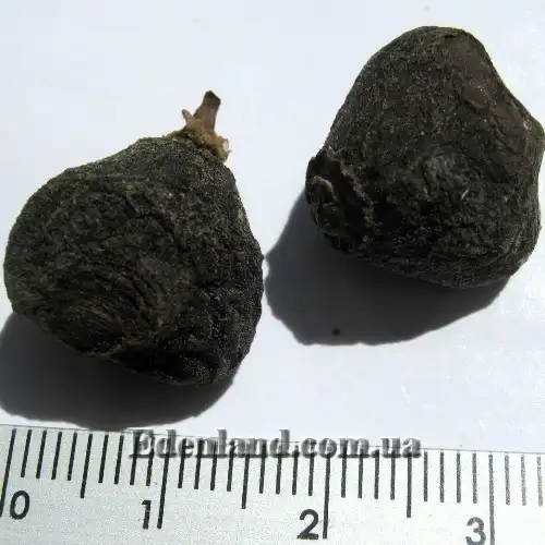 Изображение  плоды