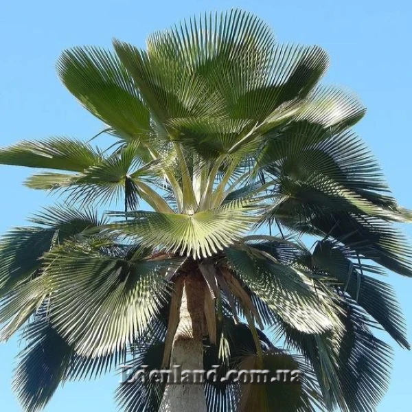 Зображення Коперниція Бейлі - Copernicia baileyana