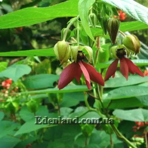 Зображення Аброма велична  - Abroma augusta