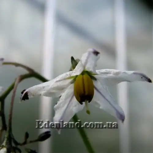 Изображение Паслен карипенс,  Тзимбало - Solanum caripense 