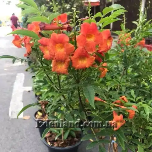 Изображение Текома желтая подвид гуаруме - Tecoma fulva subsp. Guarume