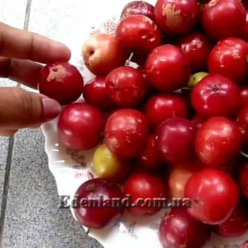 Изображение Флакуртия неколючая  - Flacourtia inermis