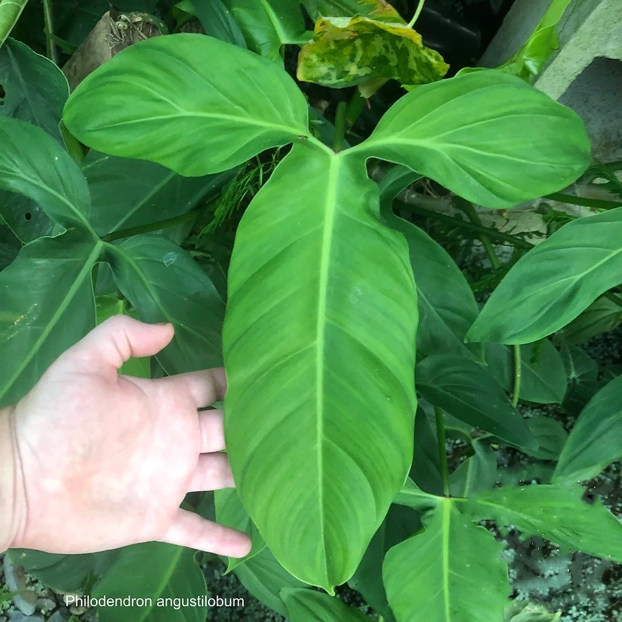 Филодендрон узколопастный - Philodendron angustilobum