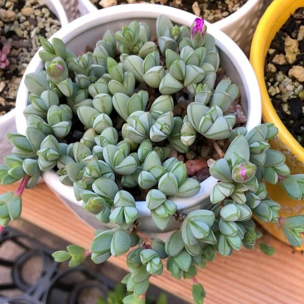 Зображення Браунсія Максиміліана - Braunsia maximiliani