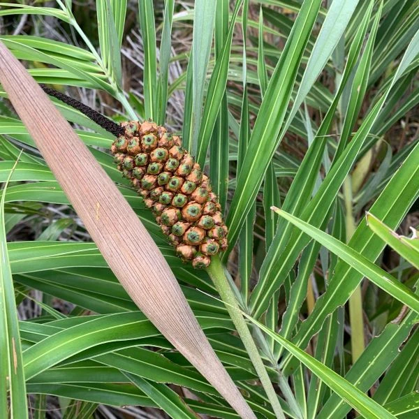 Зображення Алагоптера піщана - Allagoptera arenaria 