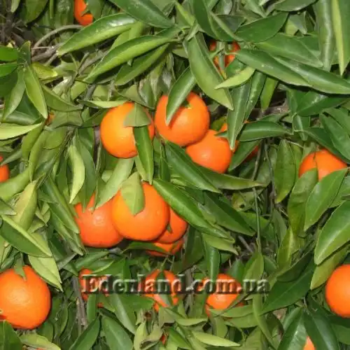 Зображення Клементин - Citrus clementina