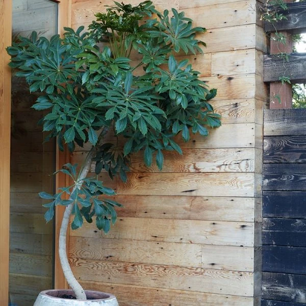 Зображення Куссонія колосовидна - Cussonia spicata 