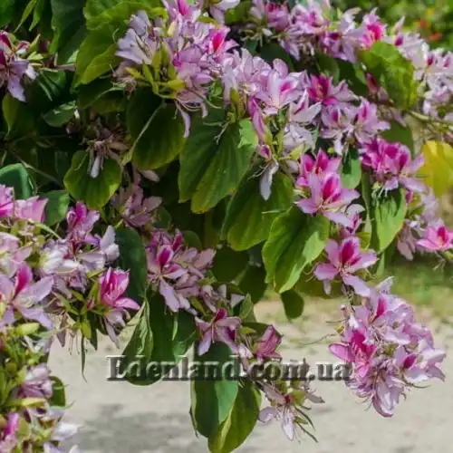 Изображение Баухиния пестрая - Bauhinia variegata
