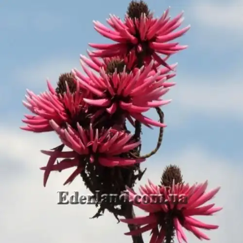 Зображення Еритрина амазонська - Erythrina amazonica