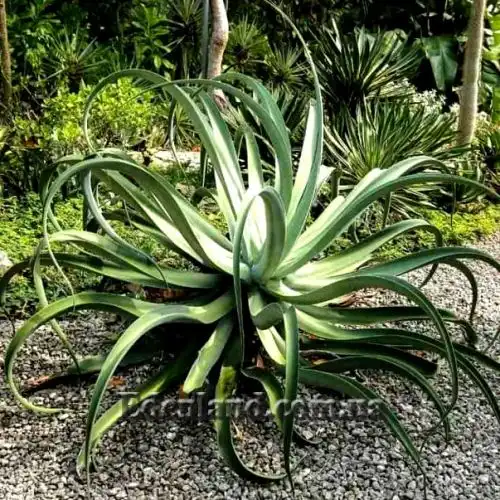 Изображение Агава Вильморена - Agave vilmoriniana