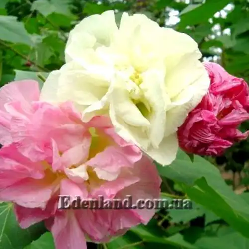 Зображення Гібіскус мінливий - Hibiscus mutabilis