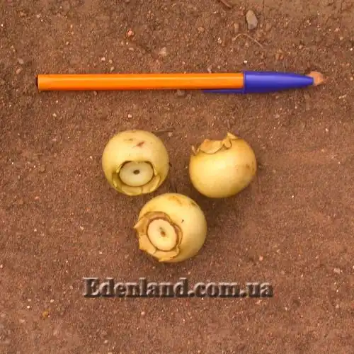 Изображение спелые плоды