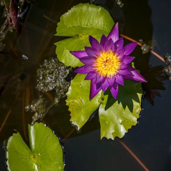 Зображення Німфея (Латаття) опушена пурпурова - Nymphaea pubescens 'Purple' 