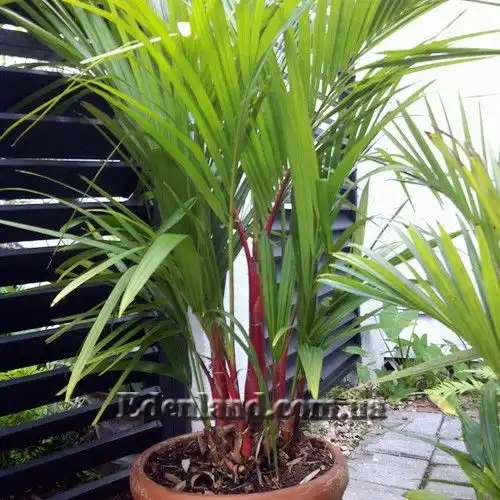 Изображение Циртостахис Ренда  - Cyrtostachys renda