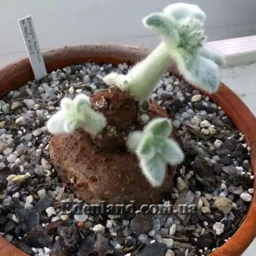 Зображення Синінгія Біловолоса - Sinningia leucotricha