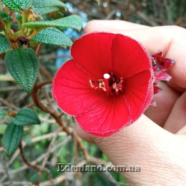 Зображення Тібухіна гросса - Tibouchina grossa