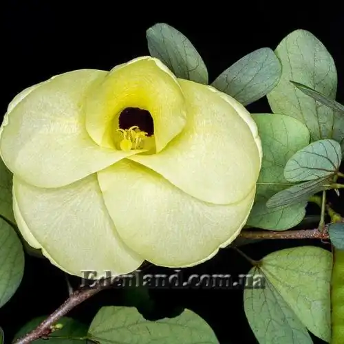 Изображение Баухиния войлочная - Bauhinia tomentosa