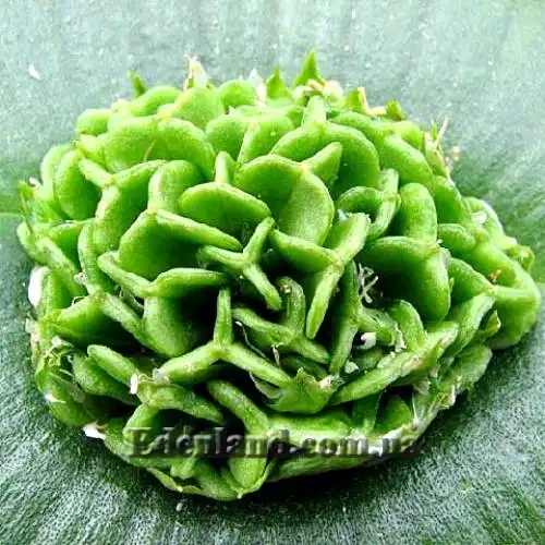 Изображение зеленые капсулы с семенами