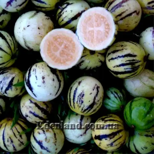 Изображение Паслен карипенс,  Тзимбало - Solanum caripense 