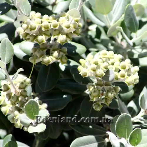 Изображение Метросидерос высокий - Metrosideros excelsa