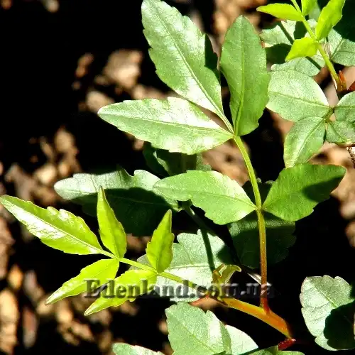 Изображение лист