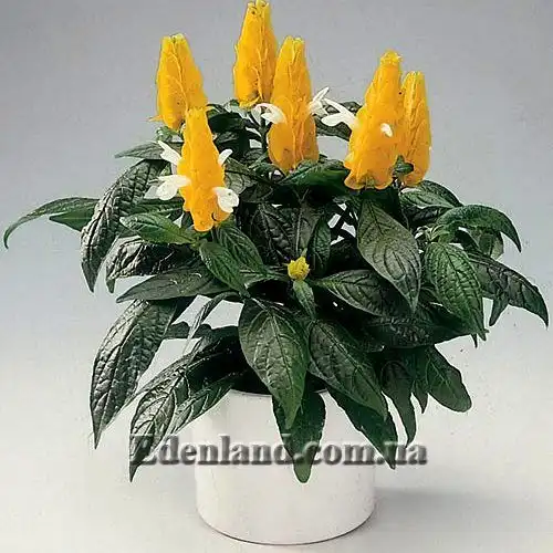 Изображение Пахистахис желтый - Pachystachys lutea