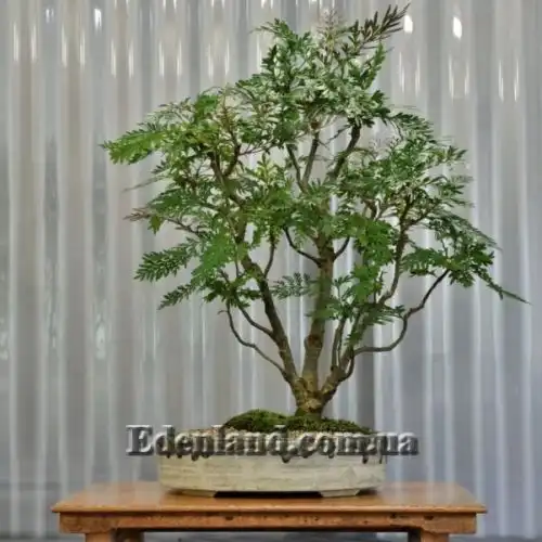 Изображение Гревиллея мощная - Grevillea robusta 