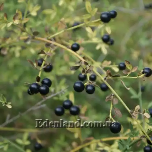Зображення Жасмин чагарниковий - Jasminum fruticans