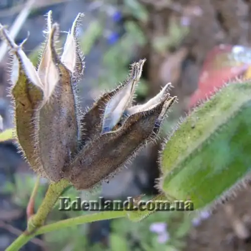 Изображение созревающие семена