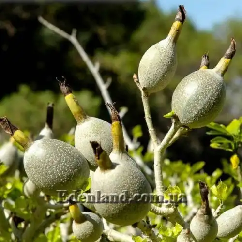 Зображення Гарденія Тунберга - Gardenia thunbergia