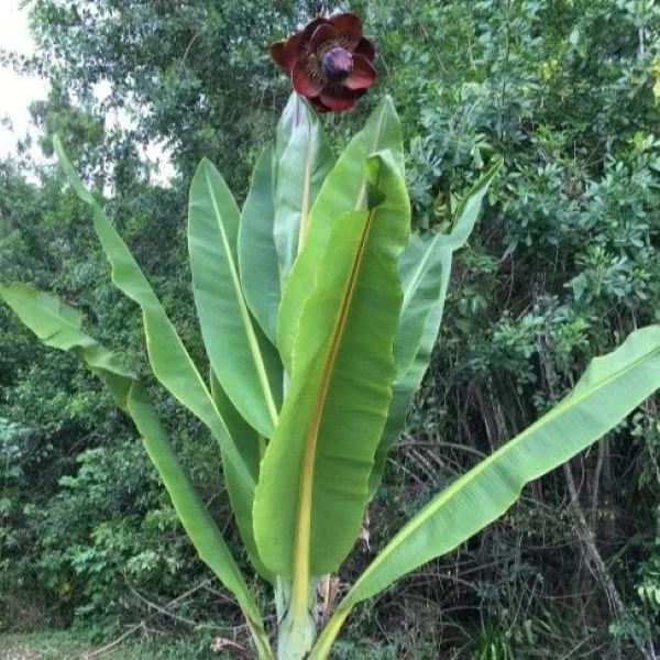 Зображення Енсета Леконгкієта - Ensete lecongkietii