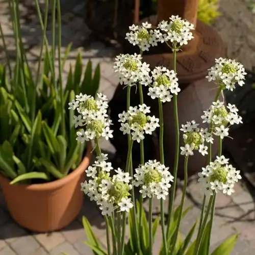 Изображение цветущие растения