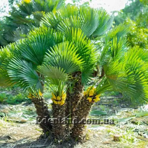 Изображение Хамеропс приземистый - Chamaerops humilis