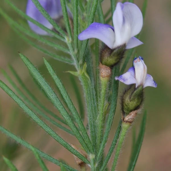 Зображення Псоралея деревовидна - Psoralea arborea