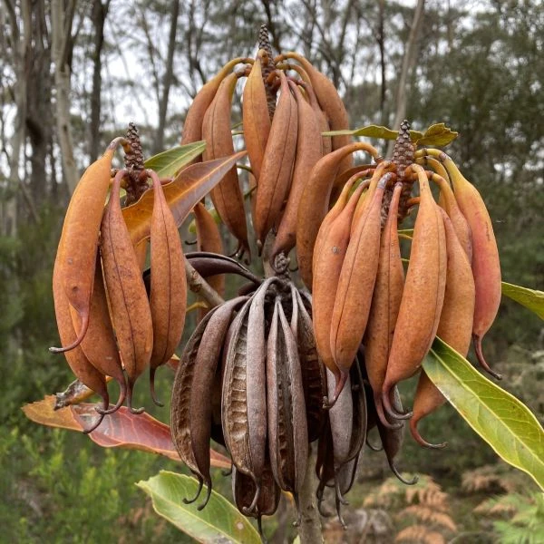 Зображення Телопея прекрасна - Telopea speciosissima 