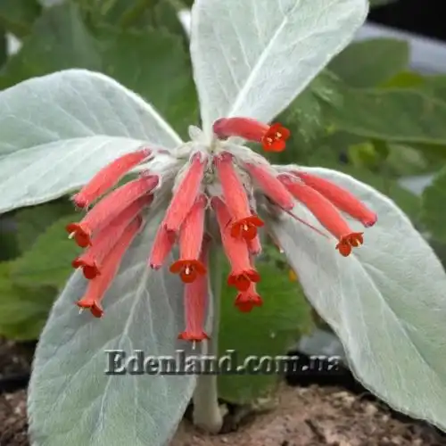 Зображення Синінгія Біловолоса - Sinningia leucotricha