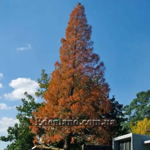 Зображення Метасеквоя гліптостробоподібна - Metasequoia glyptostroboides