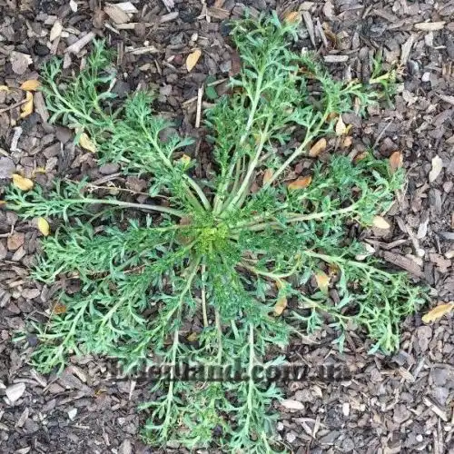 Изображение Мака перуанская (Лепидиум Мейена) - Lepidium Meyenii