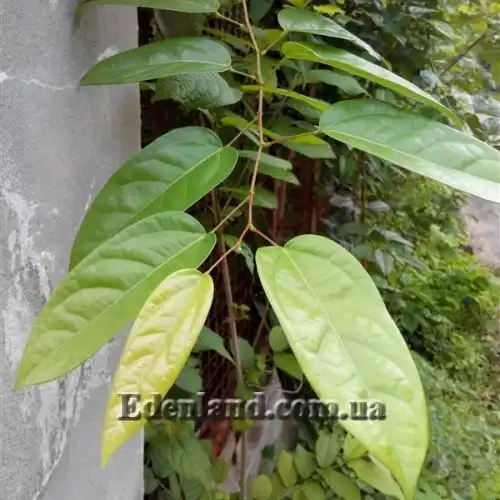 Изображение Тилиакора трёхтычинковая - Tiliacora triandra 