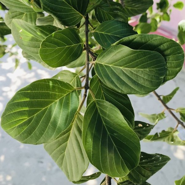 Изображение Берхемия двухцветная  - Berchemia discolor 