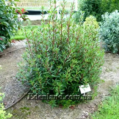 Изображение Дримис ланцетный  - Drimys lanceolata