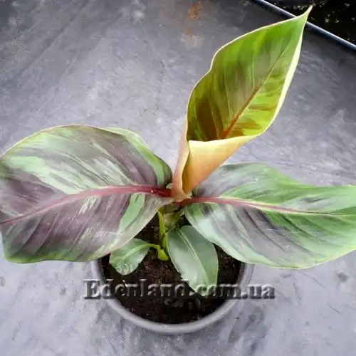 Изображение молодое растение