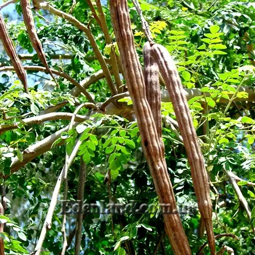 Изображение созревающие плоды