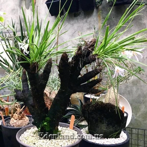 Зображення Ксерофіта сітчастожильчаста - Xerophyta retinervis