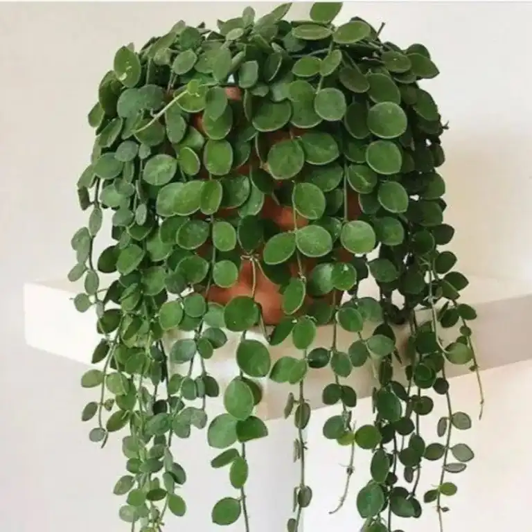 Зображення доросла рослина